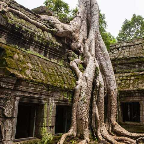 Essentials van Cambodja: 15 dagen