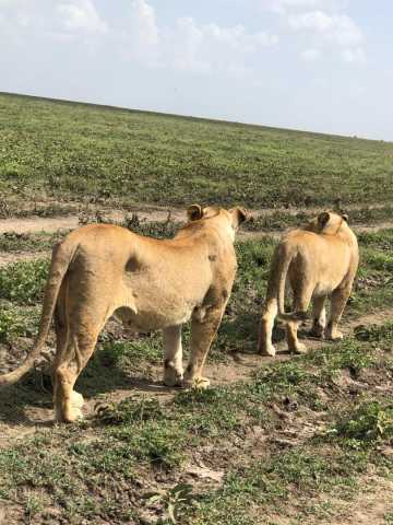 Experiência Exclusiva de Safari de 3 Dias na Tanzânia
