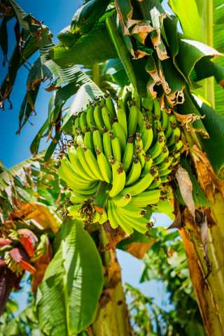 Soggiorno atipico in una distilleria di charme nel cuore di una piantagione.