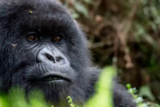 Excursión de 3 días para ver gorilas de montaña y monos dorados