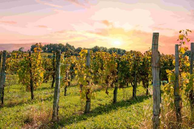 Saint-Émilion: puntare alla giusta annata.