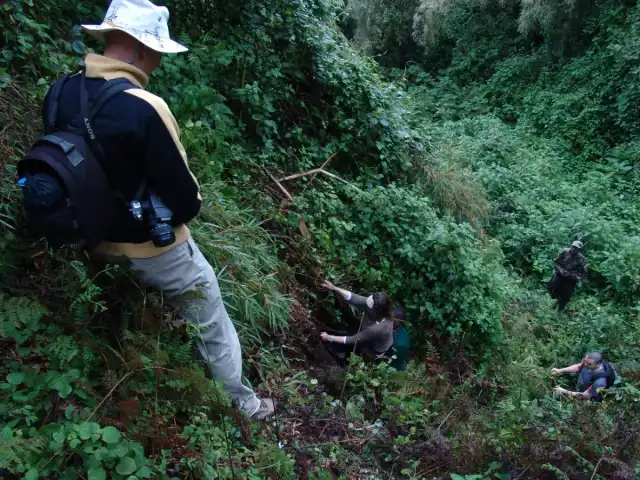 Excursión de 3 días para ver gorilas de montaña y monos dorados