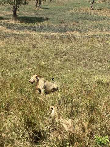 13 jours en Tanzanie et à Zanzibar : un excellent rapport qualité-prix