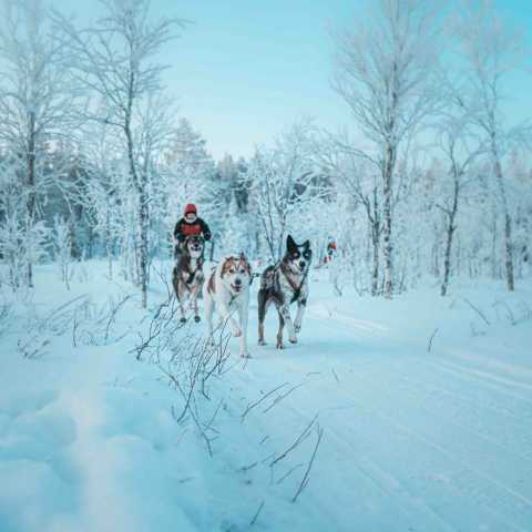 Postman's Arctische Toevluchtsoord