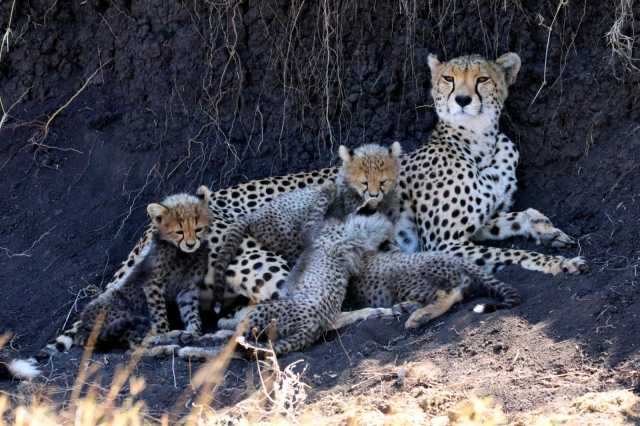 Descubra Tarangire em Um Dia