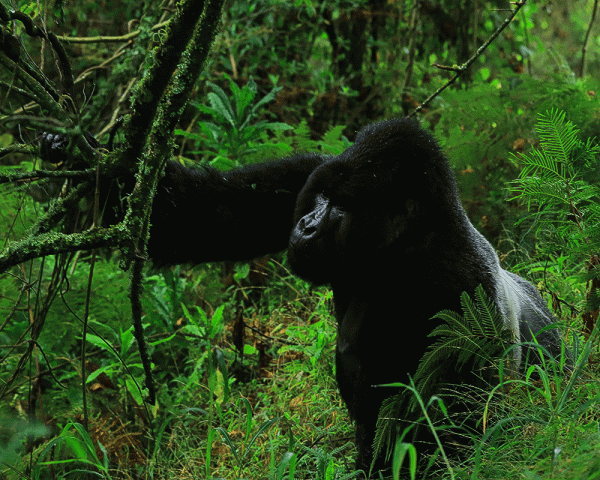Safari di 4 giorni per il trekking dei gorilla e le scimmie dorate