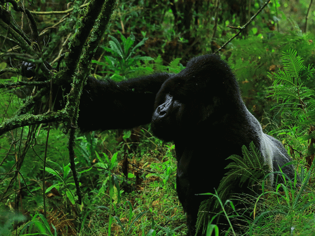 Safari de 4 jours de trekking des gorilles et des singes dorés