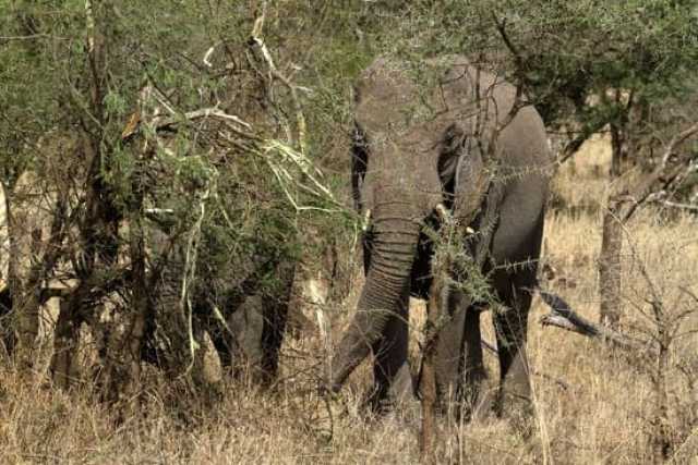 Descubra Tarangire em Um Dia