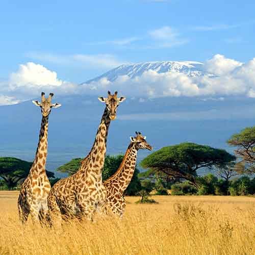 1 week in the heart of Kenya's national parks - Quotatrip