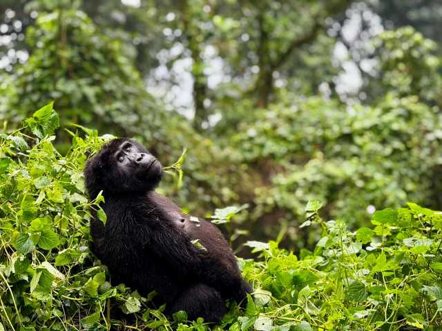 3-Day Uganda Bwindi Gorilla Trekking from Kigali