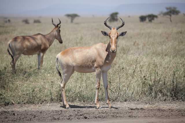 5 Días de Safari de la Temporada de Parto en Ndutu desde Zanzíbar
