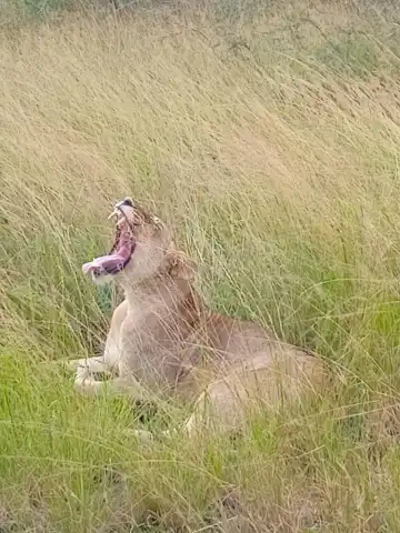 Akagera's Big Five: 2-Day Safari & Lake Ihema Cruise