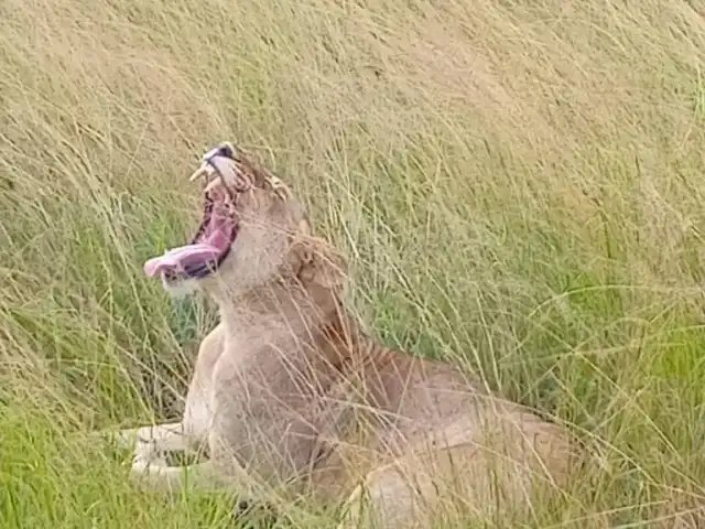 Les Big Five d'Akagera : Safari de 2 jours et croisière sur le lac Ihema