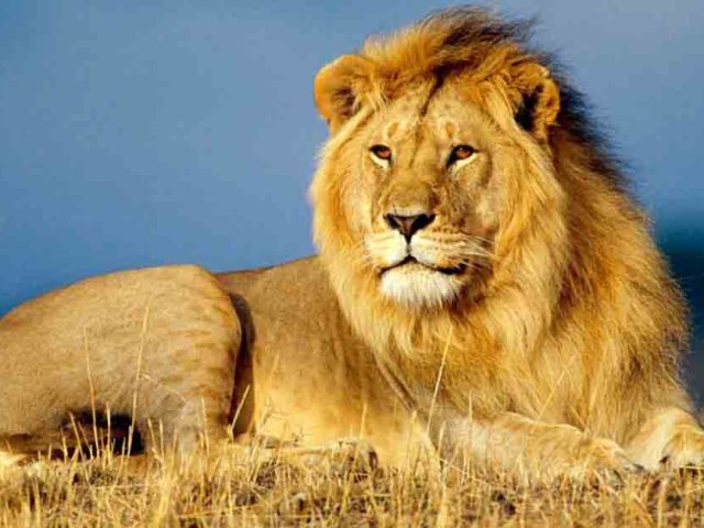 Safári de Luxo de 3 Dias em Amboseli com Desembarque em Mombasa/Diani