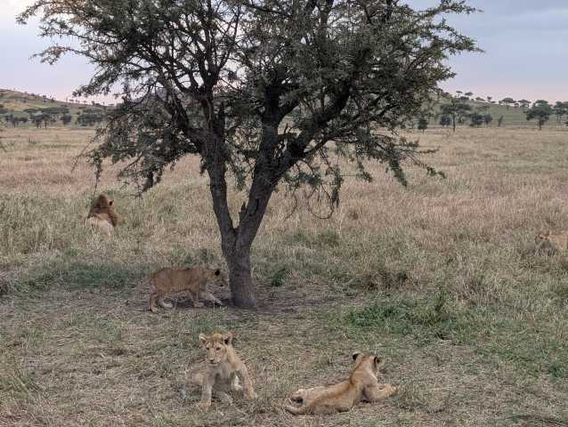 Circuit Safari du Nord de 11 jours et circuit de milieu de gamme à Zanzibar