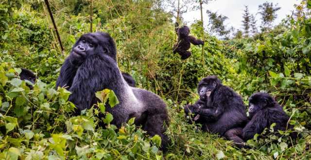 The Ultimate 3-Day Bwindi Gorilla Encounter