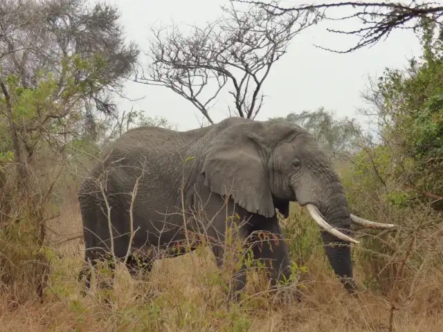 Les Big Five d'Akagera : Safari de 2 jours et croisière sur le lac Ihema