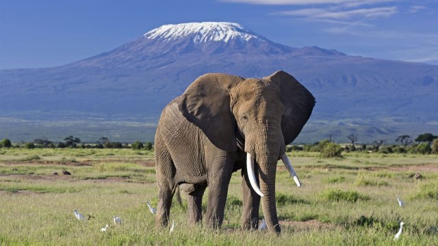 3-Day Amboseli Luxury Safari with Mombasa/Diani Drop-Off