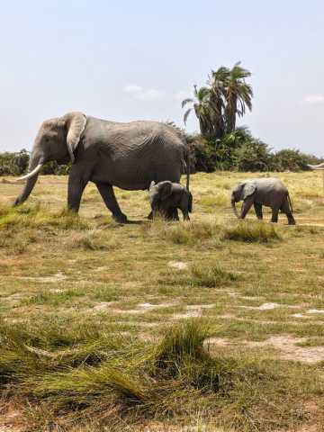 Ontdek Kenia’s Big Five – 7-daagse safari