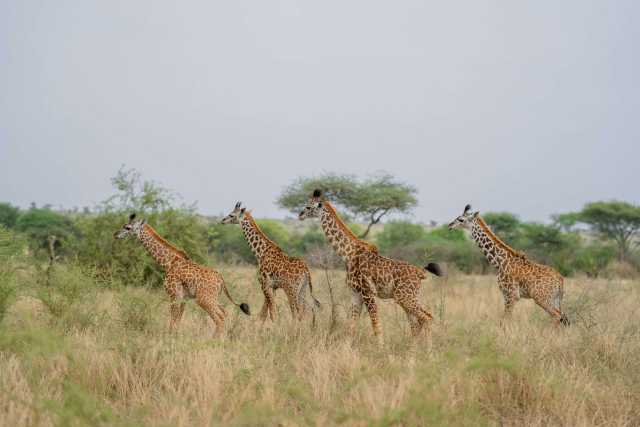 2-Day Akagera Safari: Camping and a Romantic Evening