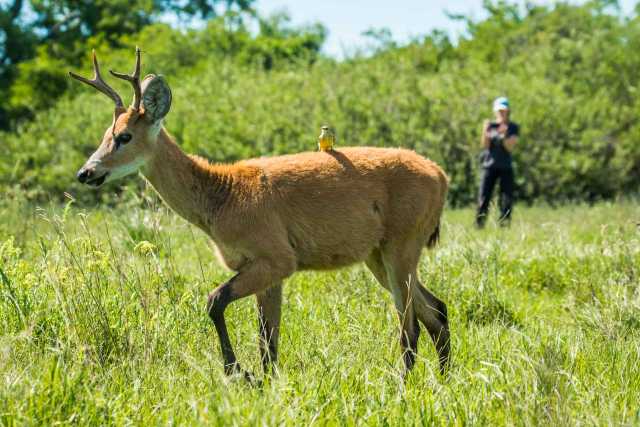 Trésors du Nord-Est argentin : d’Iguazú au sanctuaire d’Iberá