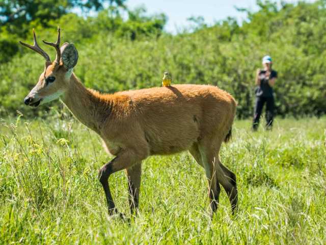 Schätze des Nordostens Argentiniens: von Iguazú bis zum Heiligtum von Iberá