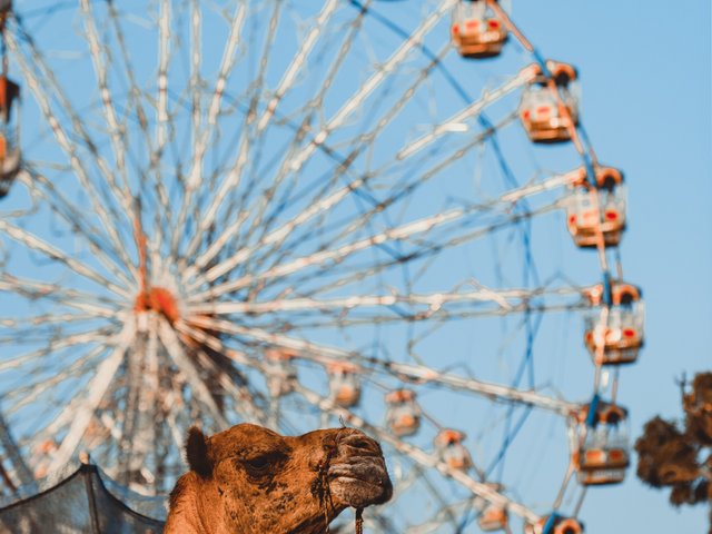 Caleidoscopio cultural: Descubre los tesoros dorados de la India