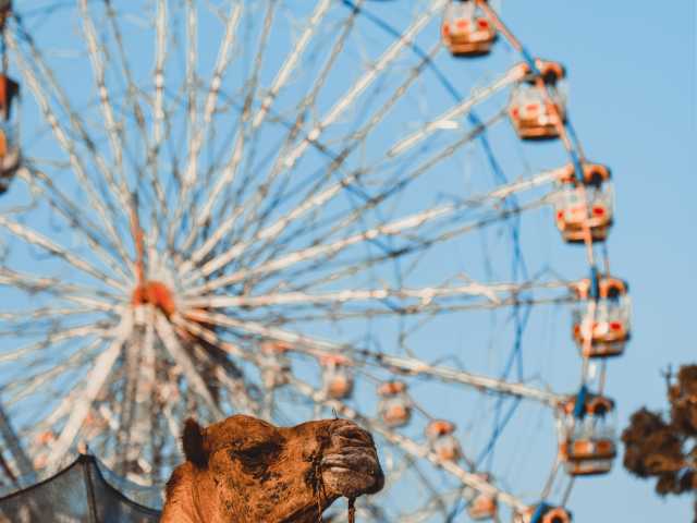 Cultural Kaleidoscope: Discover India's Golden Treasures