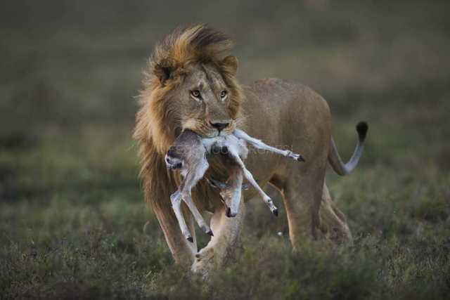 Safari et circuit culturel de 15 jours dans le nord de la Tanzanie avec extension à Zanzibar (milieu de gamme)