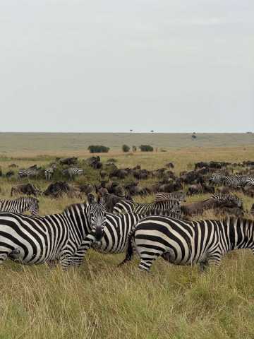 Ab Nairobi: Maasai Mara 3 Tage 2 Nächte Mittelklasse-Gruppensafari im 4WD