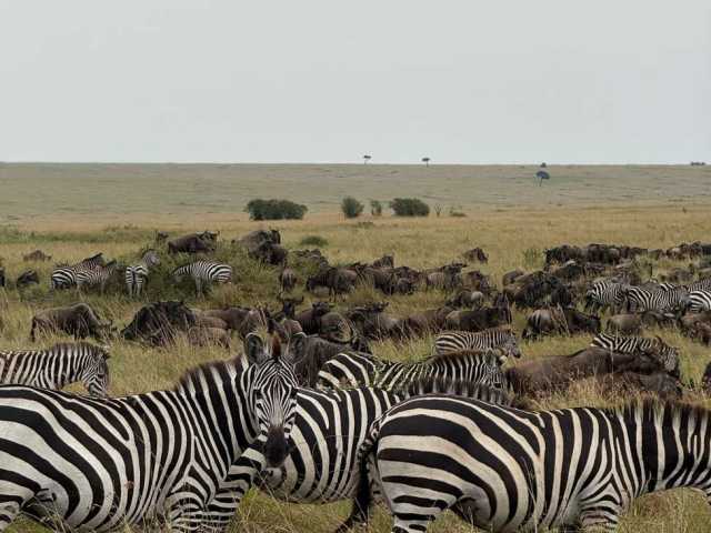 Depuis Nairobi : Safari de groupe de 3 jours et 2 nuits au Maasai Mara en 4x4, gamme intermédiaire