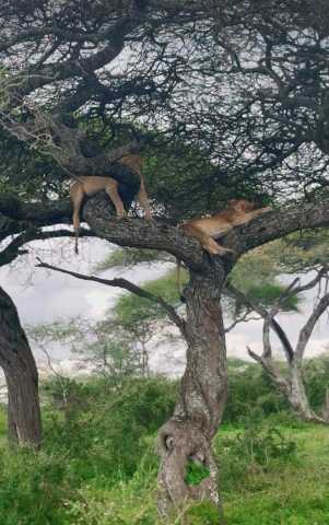 1-Daagse Tarangire Safari vanuit Arusha - Wildlife & schilderachtig avontuur