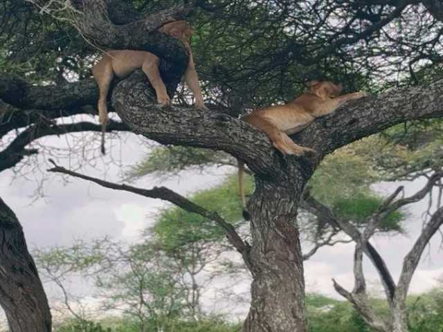 Safari de 1 jour à Tarangire depuis Arusha - Aventure faunique & panoramique