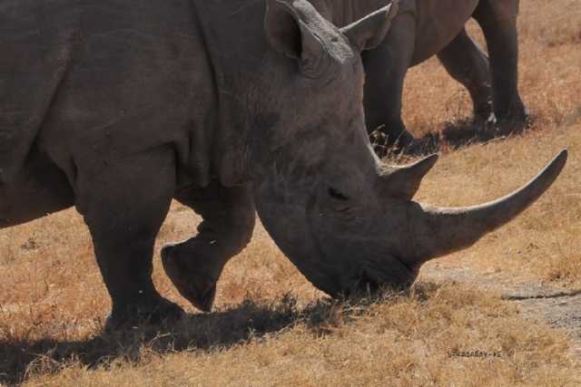 Experiência de Safari de 3 Dias em Amboseli