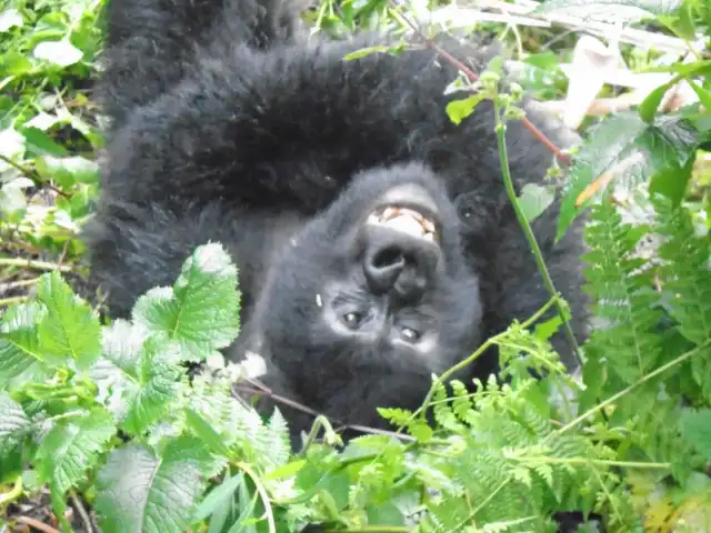 Excursión de 3 días para ver gorilas de montaña y monos dorados