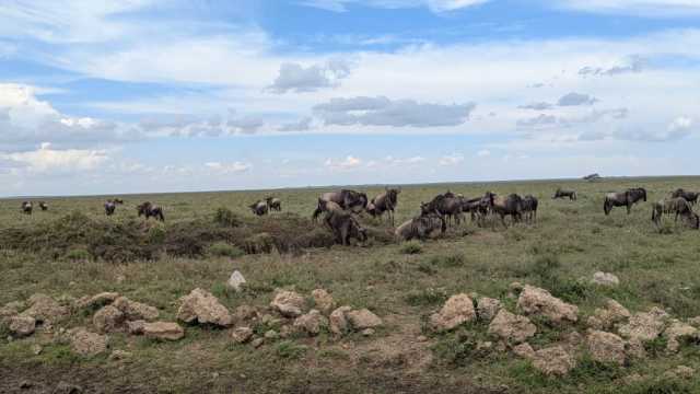 Safari da Grande Migração de 7 dias