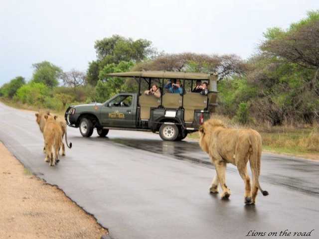 Safari de 4 dias no Kruger & Rota Panorama - Transfers Privados