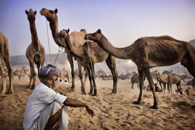 Rajput-glorie en Mogol-majestueusheid: een onvergetelijke reis in India