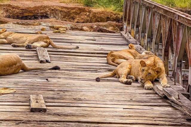Safari en Mikumi en 2 días — En tren y por carretera