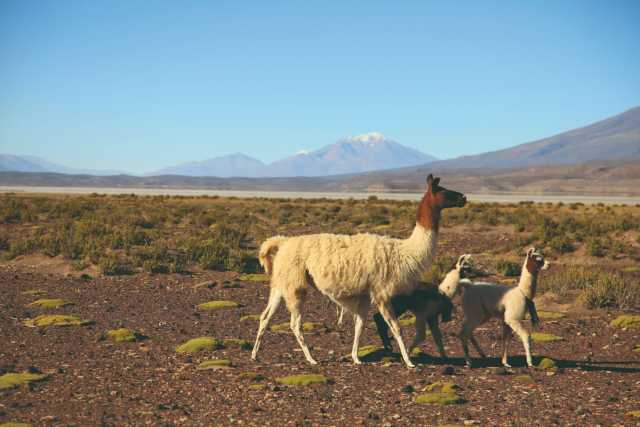 Los grandes espacios en Bolivia