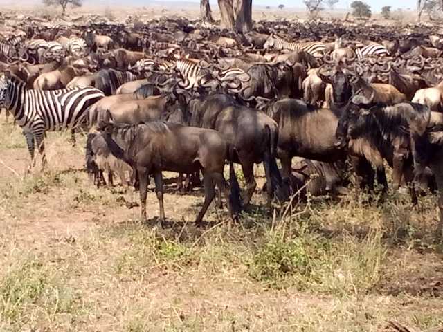 Safari da Grande Migração de 7 dias