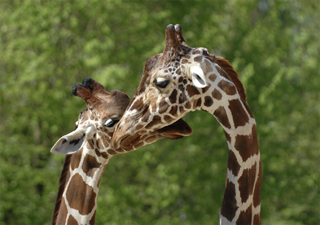Safári Atemporal na Tanzânia & Escapada a Zanzibar