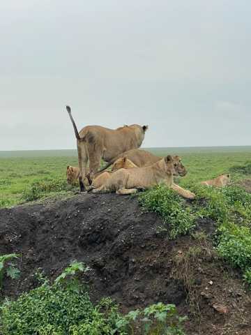 8 Jours Safari Grande Migration du Serengeti & Traversée de la Rivière Mara