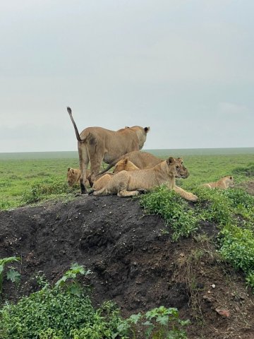 8 Giorni Safari della Grande Migrazione nel Serengeti e Attraversamento del Fiume Mara