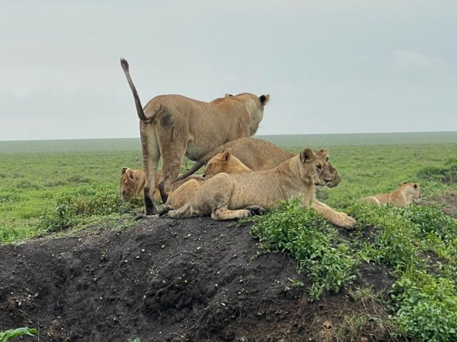 8 Jours Safari Grande Migration du Serengeti & Traversée de la Rivière Mara