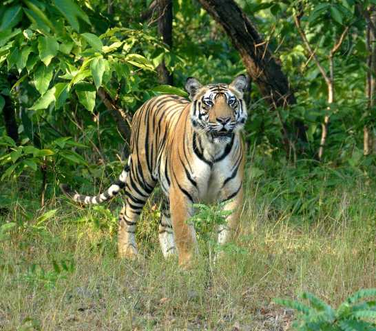 Echos aus dem Dschungel: Safari im Bandhavgarh-Reservat