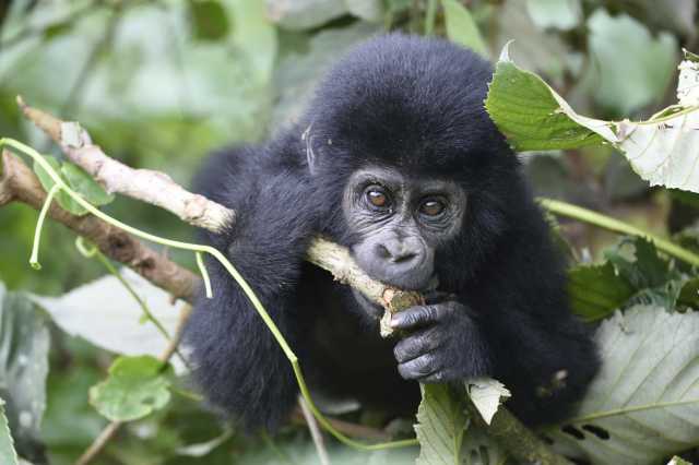 Gorilla trekking experience