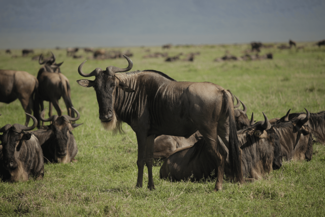 Safari de 4 jours de traversée de la rivière Mara par les gnous
