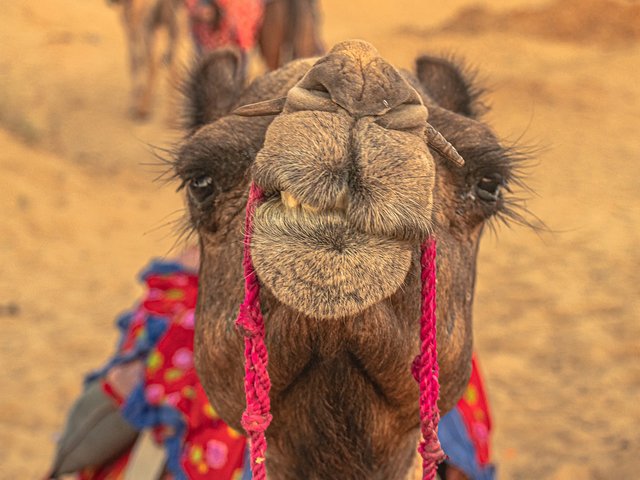 Caleidoscopio cultural: Descubre los tesoros dorados de la India