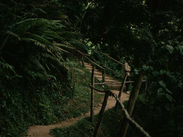Safari de 4 jours de trekking des gorilles et des singes dorés